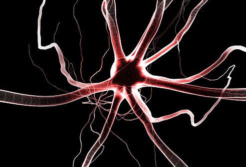 neurons