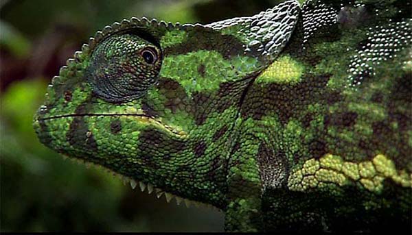 Kameleon