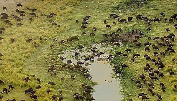 >Ravnice Liuva, Afrika