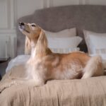 Pet friendly smeštaj: šta proveriti pre dolaska sa ljubimcem